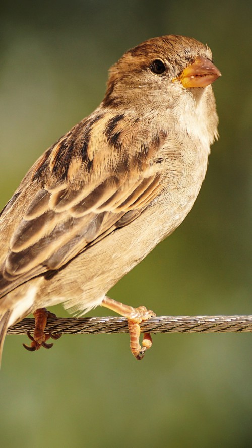 sparrow 3698507 1920