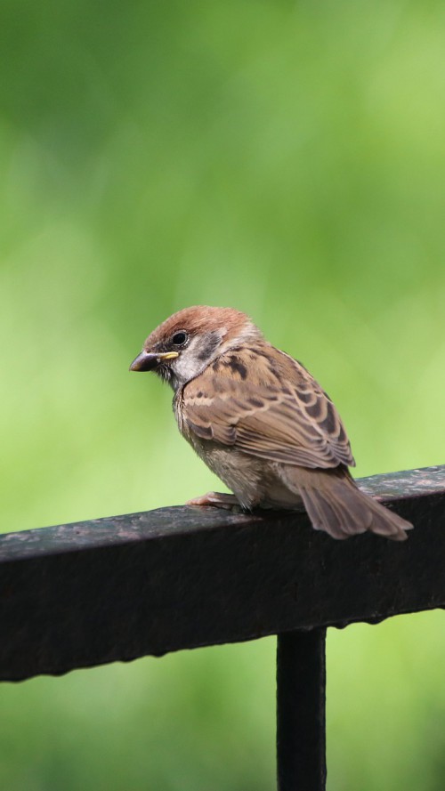 sparrow 5875379 1920