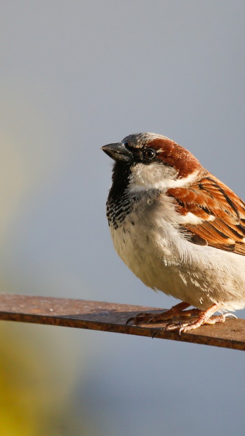 sparrow 6300790 1920